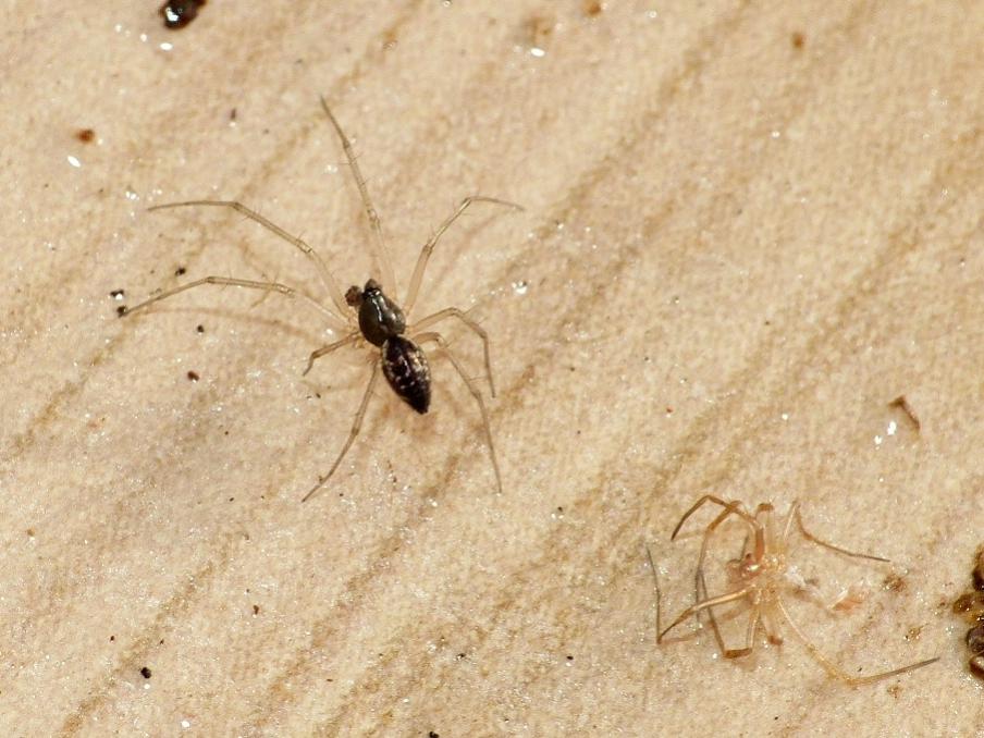 Maschio di Linyphiidae - Torrimpietra (RM)